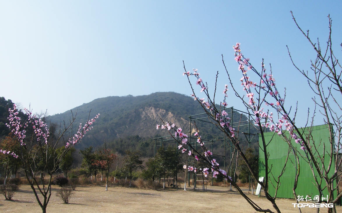 梅花数枝，高空组合架