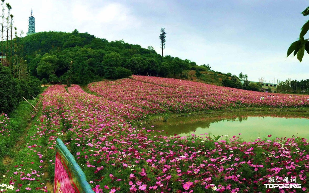 酒店内的花海